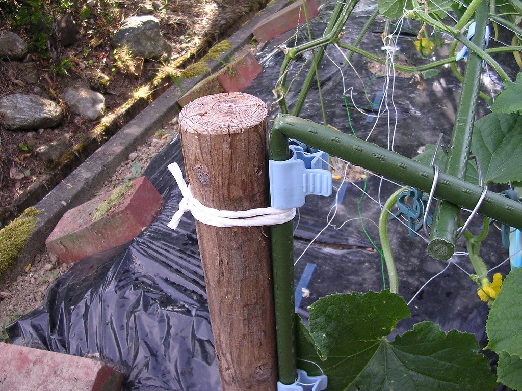 強風で菜園のキュウリの支柱が折れました